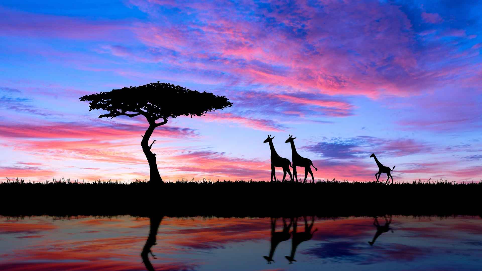 孤独的树与长颈鹿剪影反映在水中