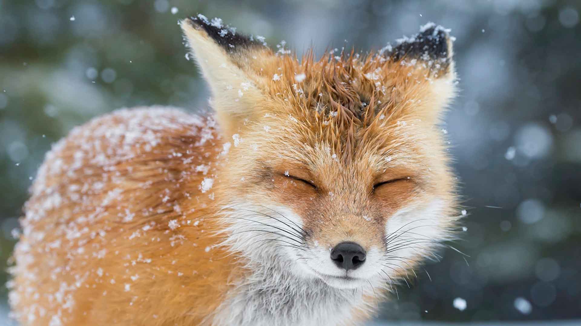 动物 狐狸 HD 壁纸