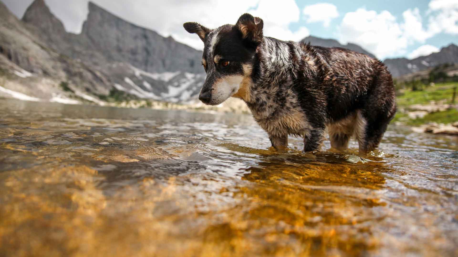 河里的澳大利亚牧牛犬