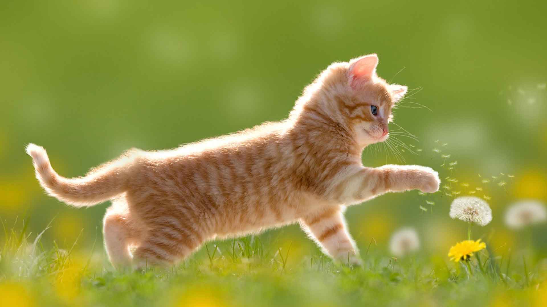 可爱的小猫在玩蒲公英花