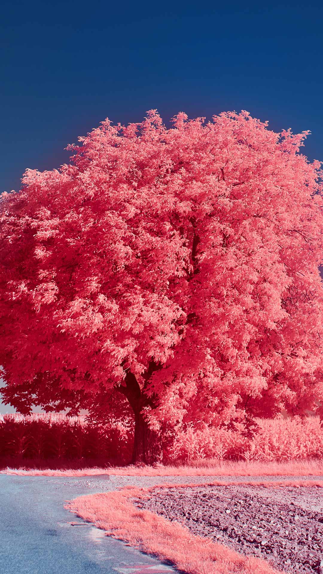 深度效果 iOS 16 壁纸粉红树