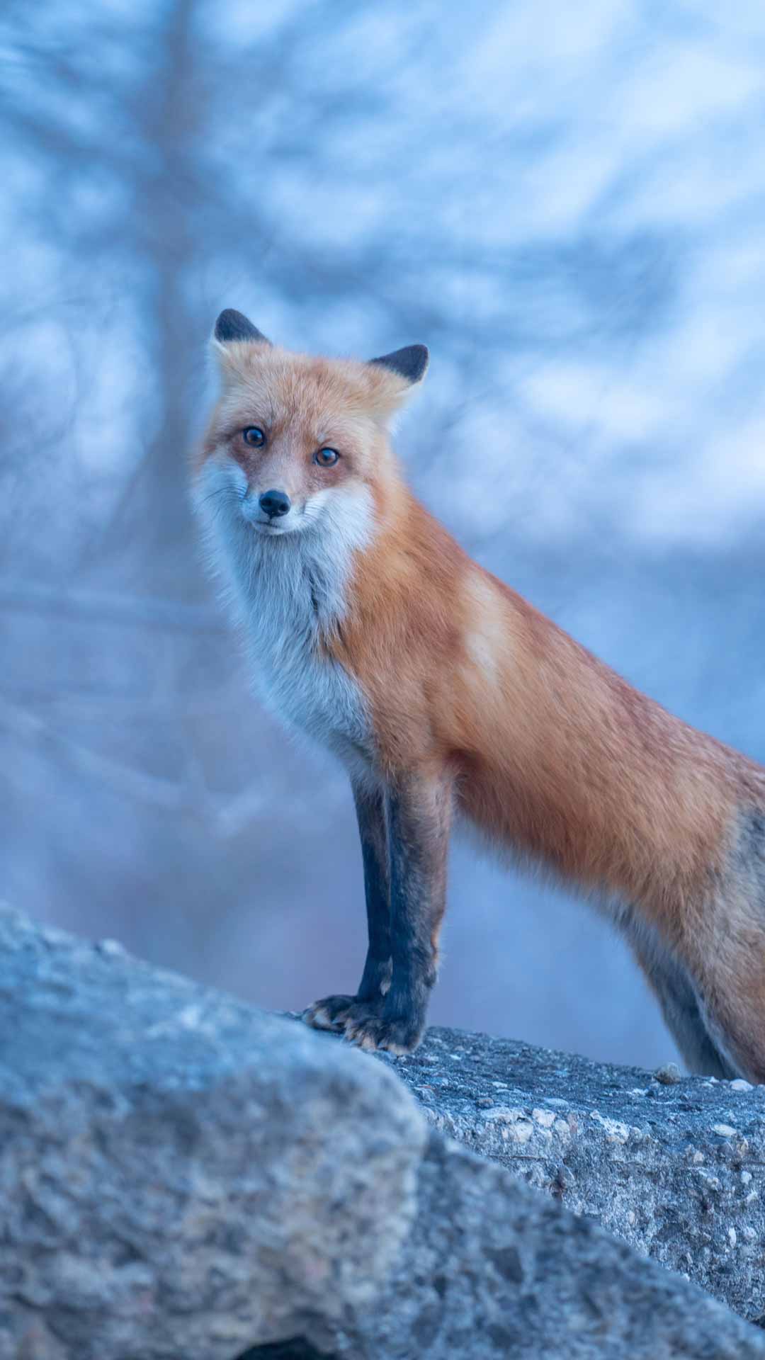 狐狸手机壁纸