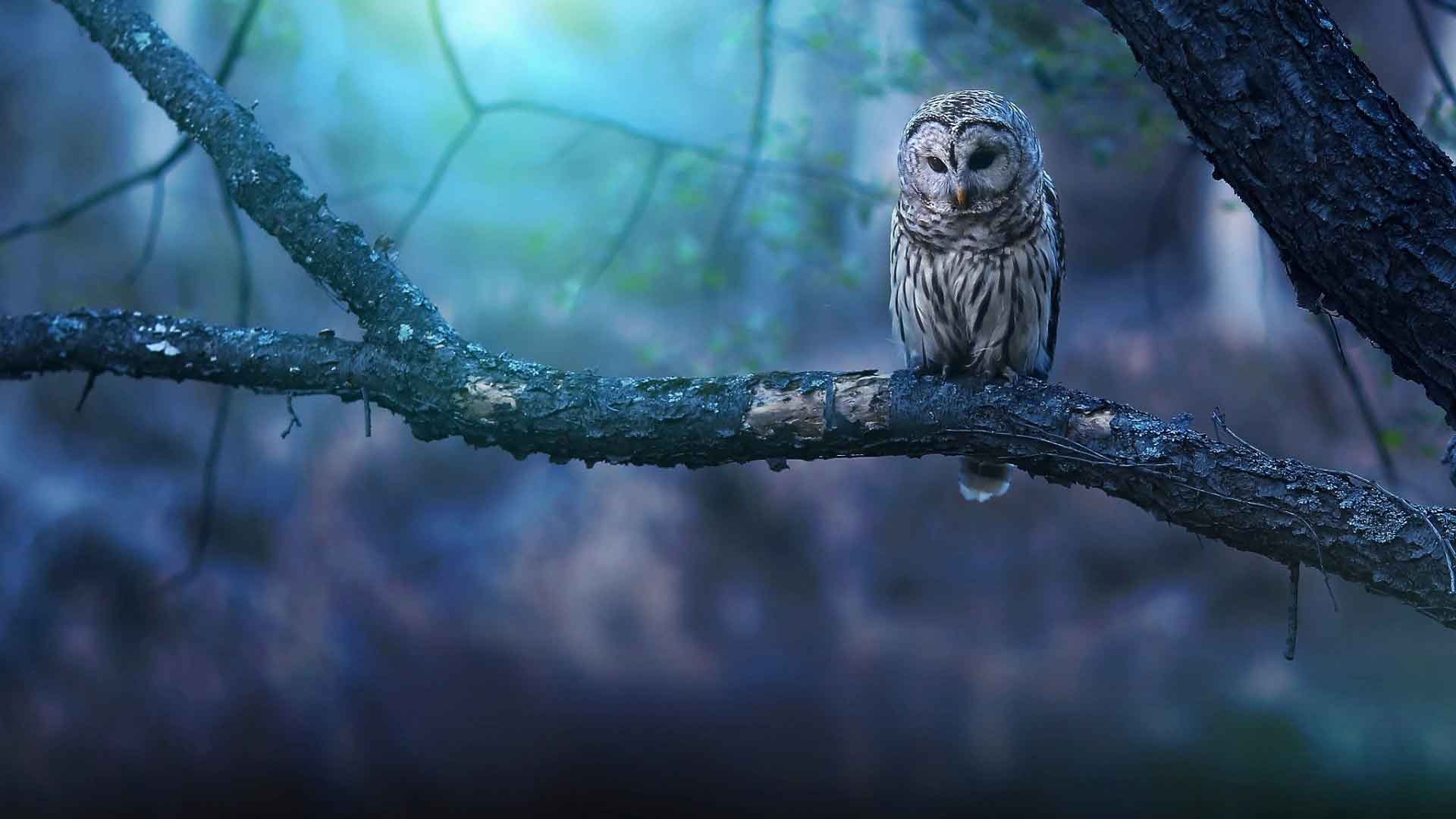 大灰猫头鹰坐在树枝上