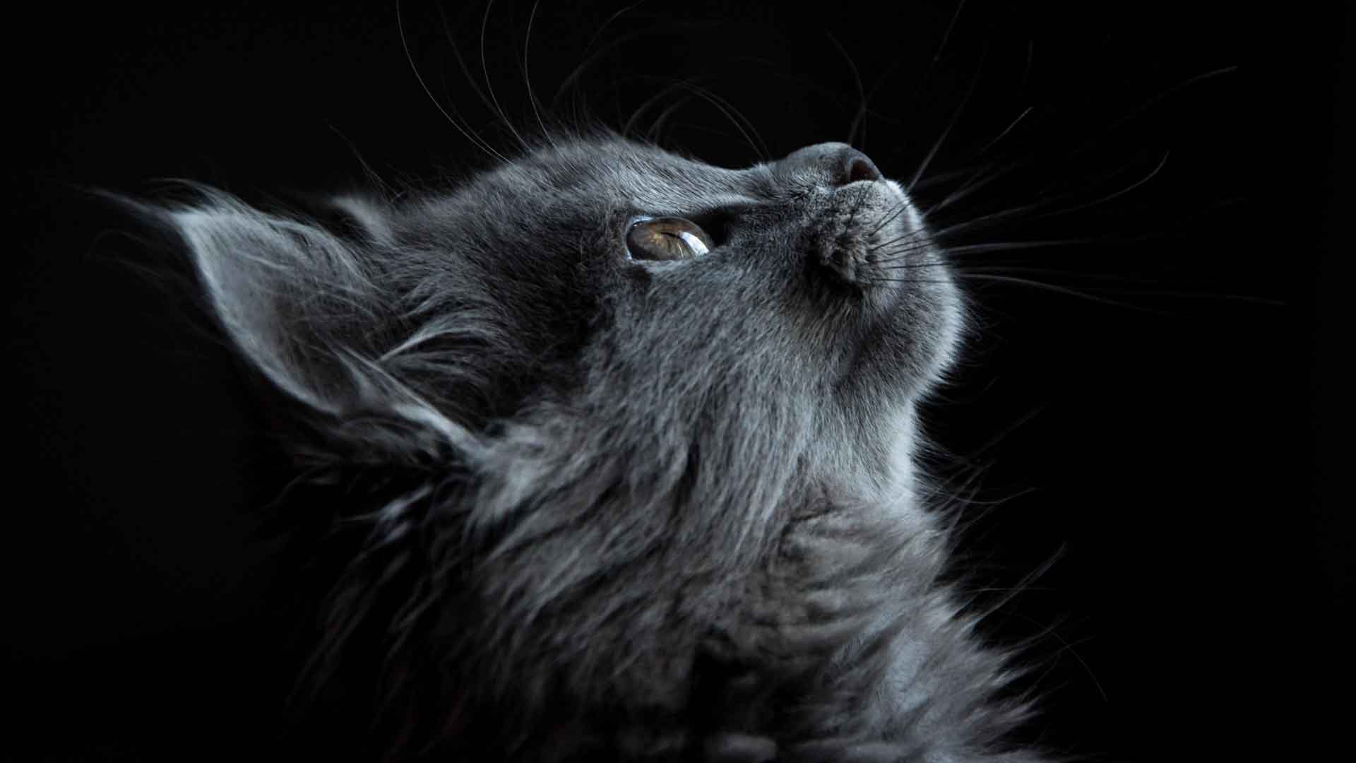 黑色背景上的灰猫脸轮廓