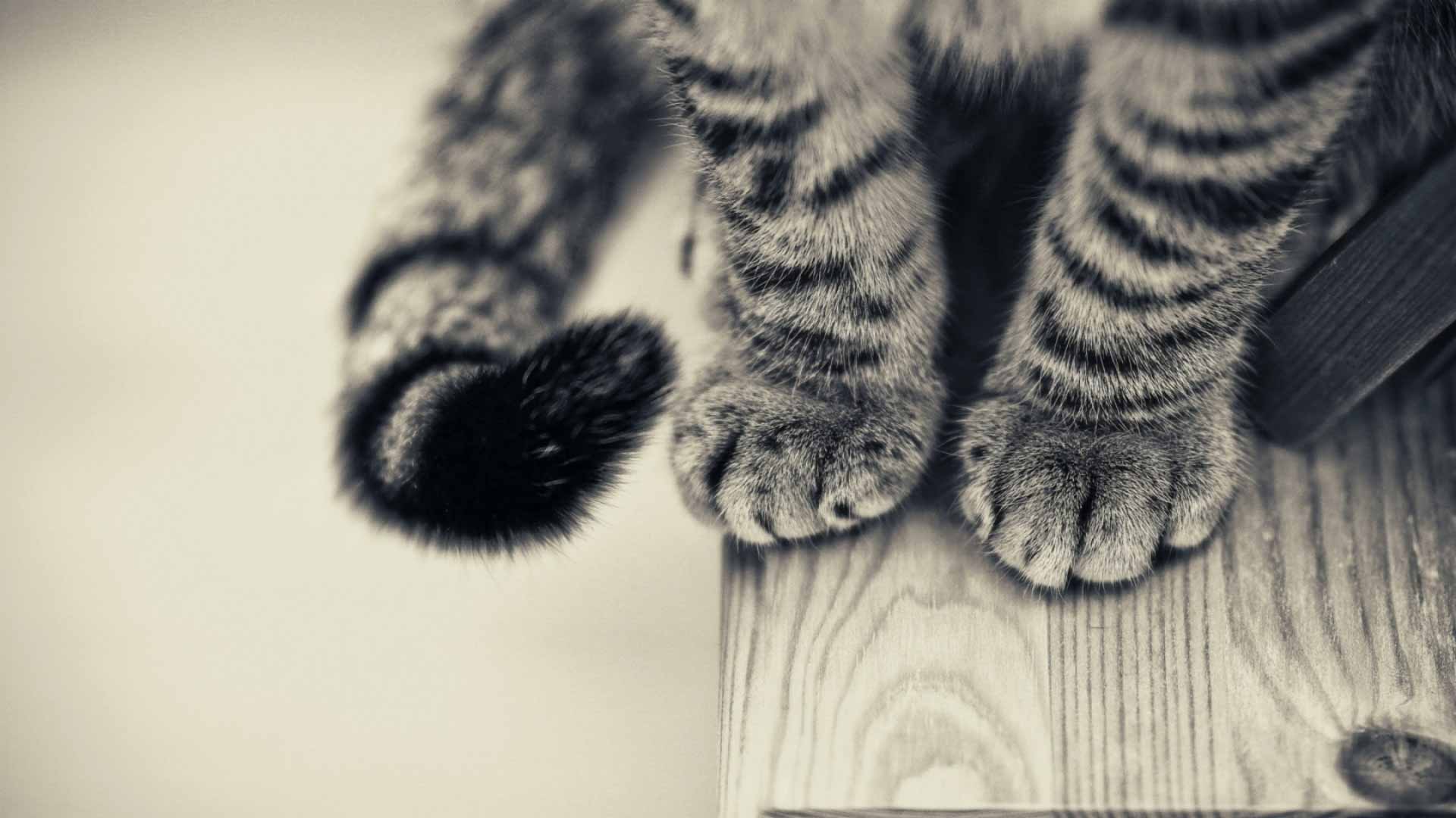 一只猫的手 高清壁纸