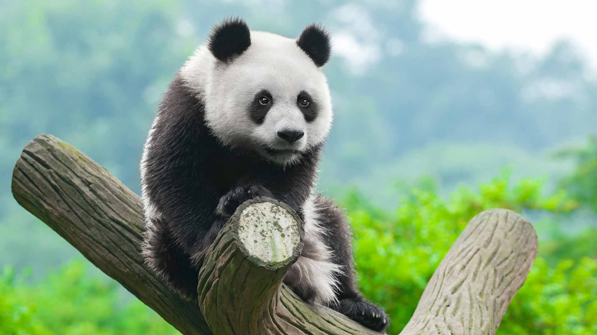 熊猫 4K壁纸