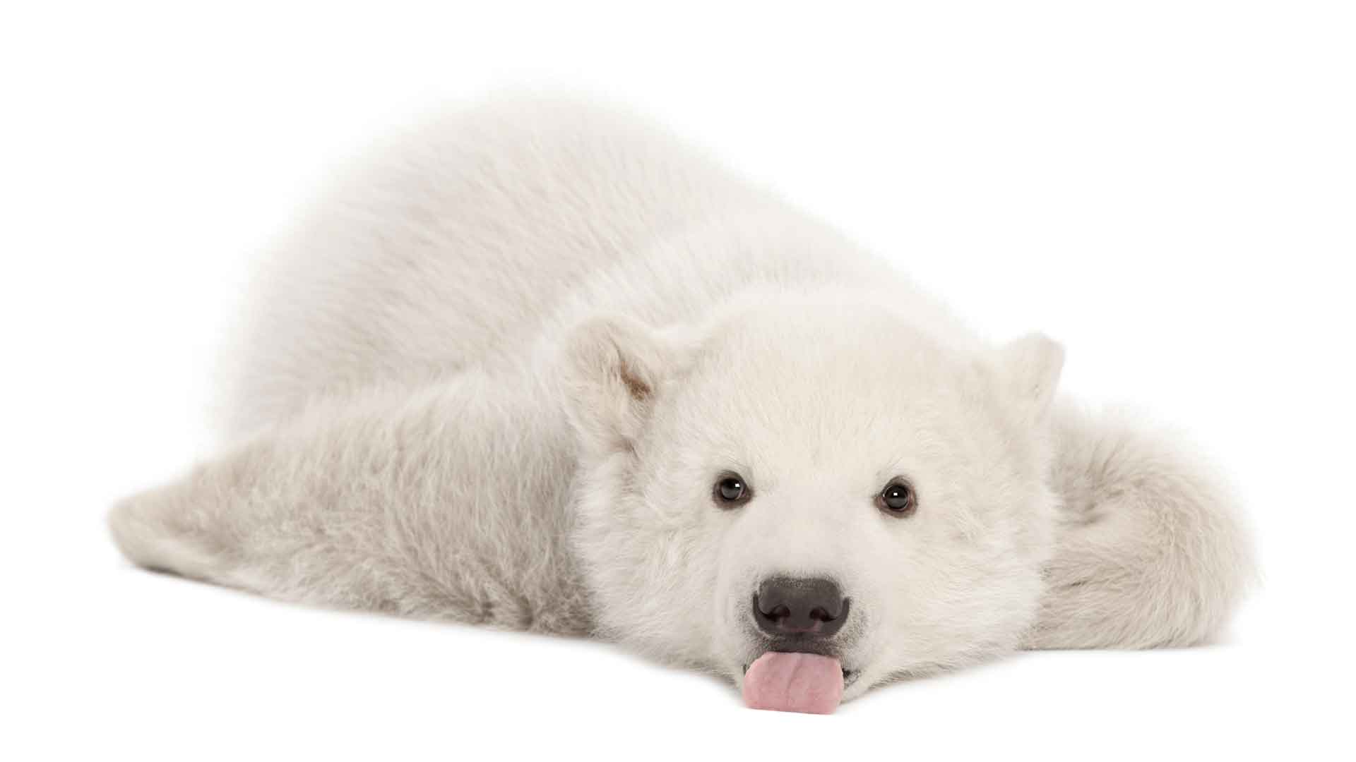 北极熊幼崽