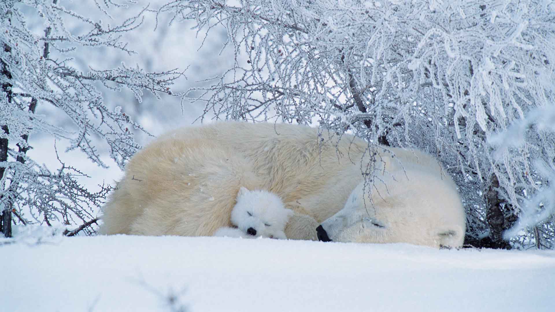 北极熊在睡觉