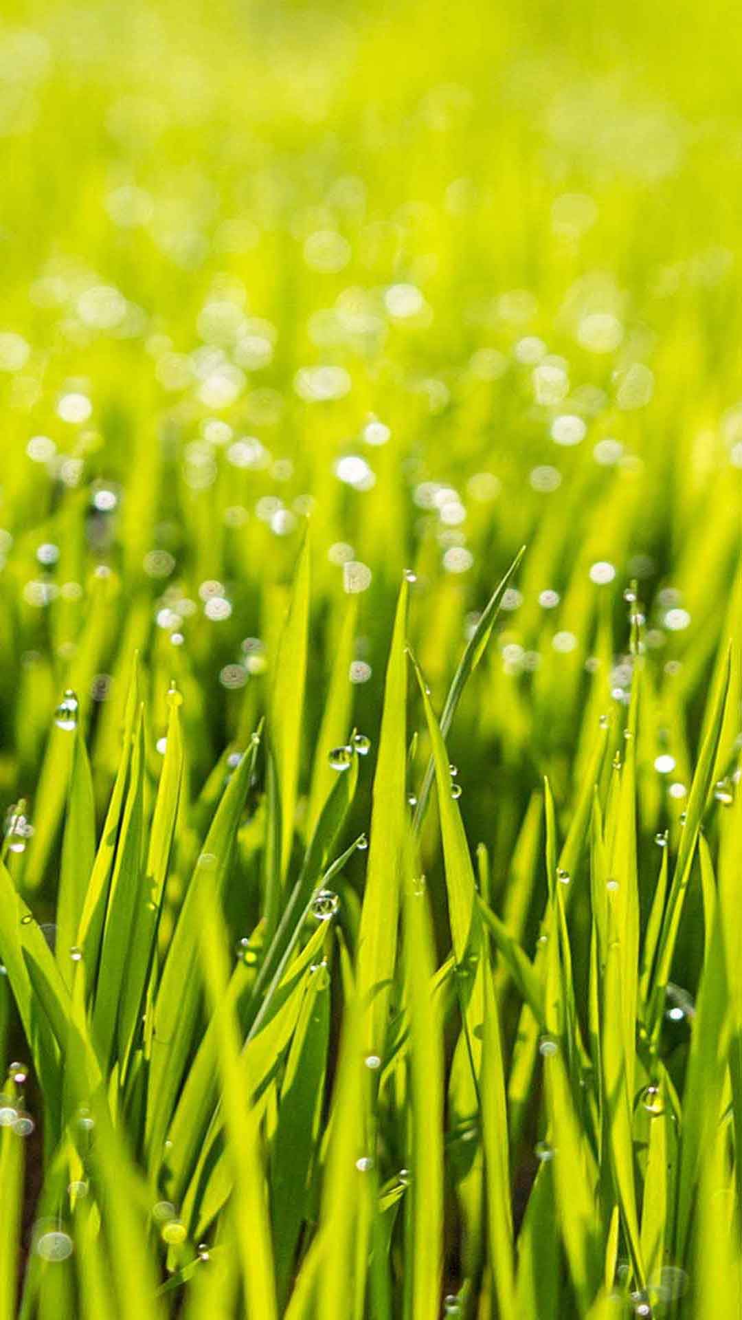 雨在新鲜的草地上 iPhone 壁纸