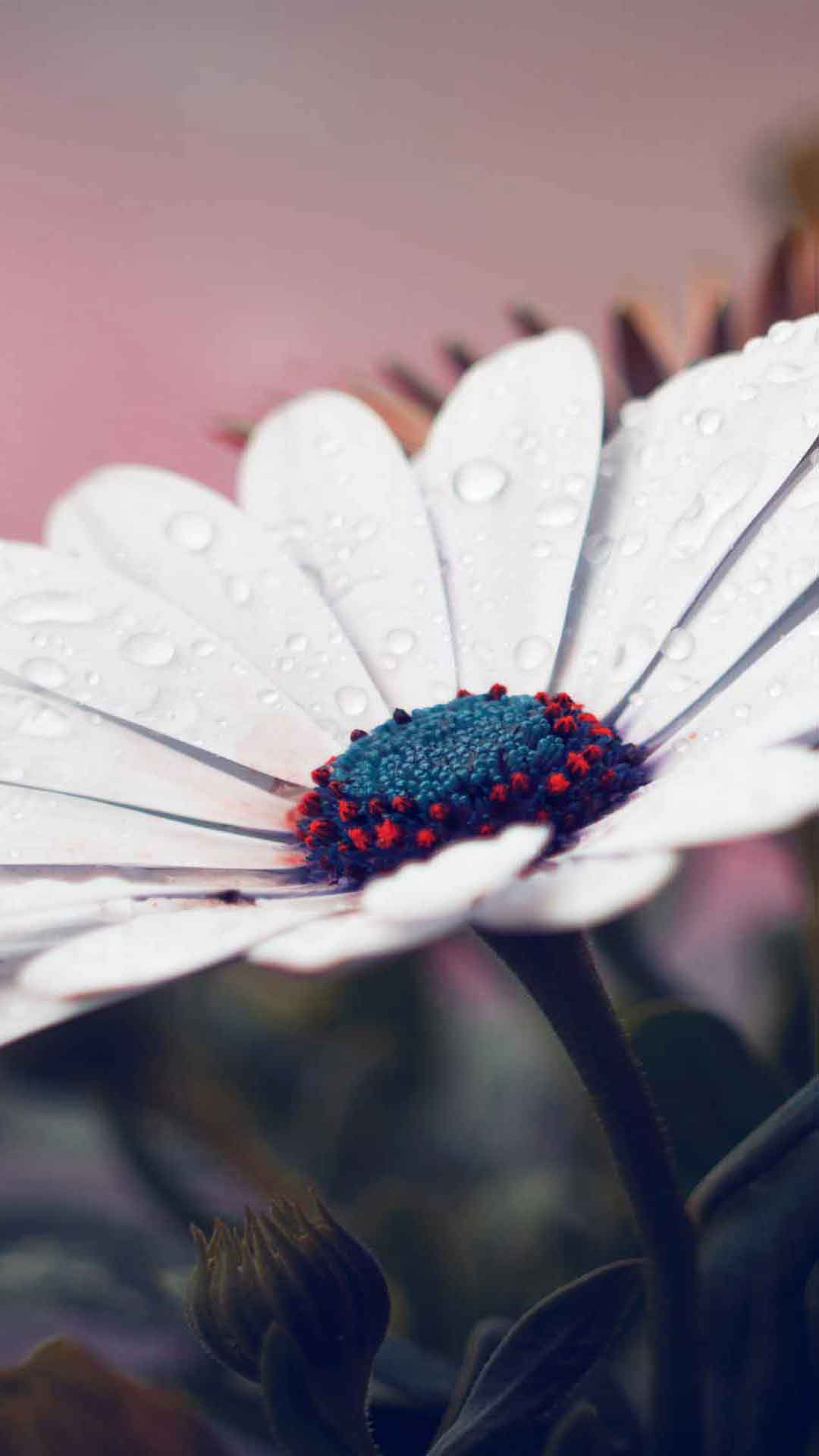 雏菊壁纸上的雨水滴