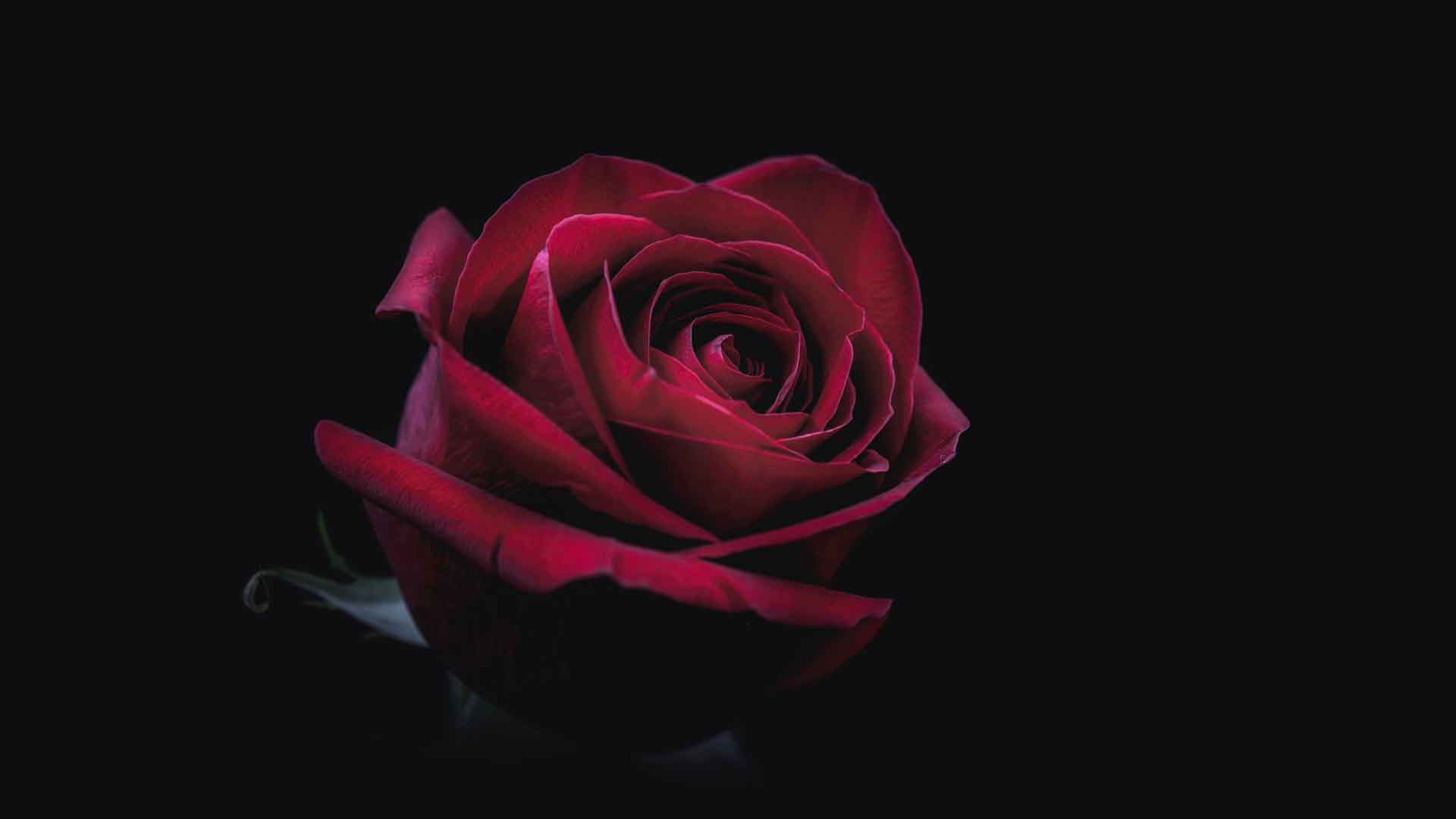 黑暗中的红玫瑰