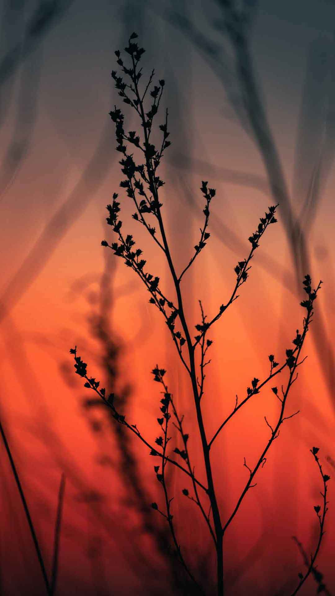 花蕾 红色夕阳花茎 iPhone 壁纸
