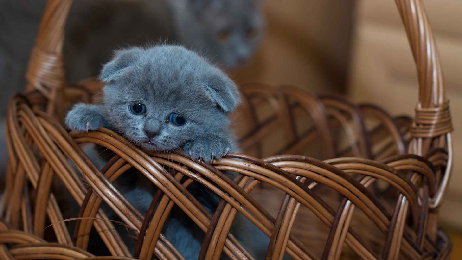 篮子里的俄罗斯蓝色小猫