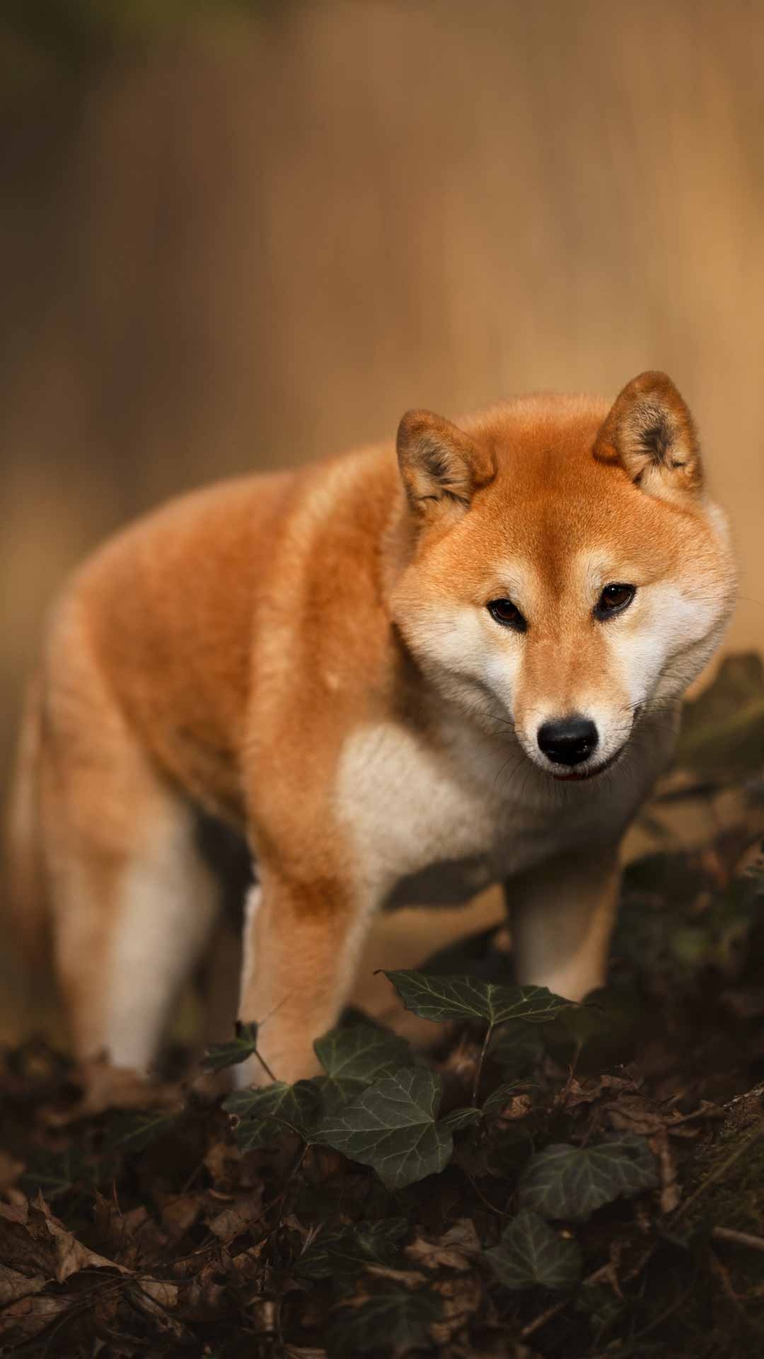 柴犬手机壁纸