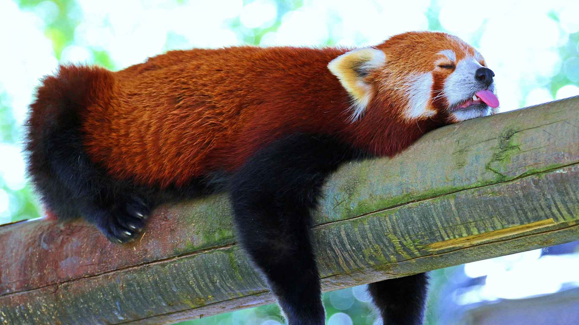 睡觉的红猫熊