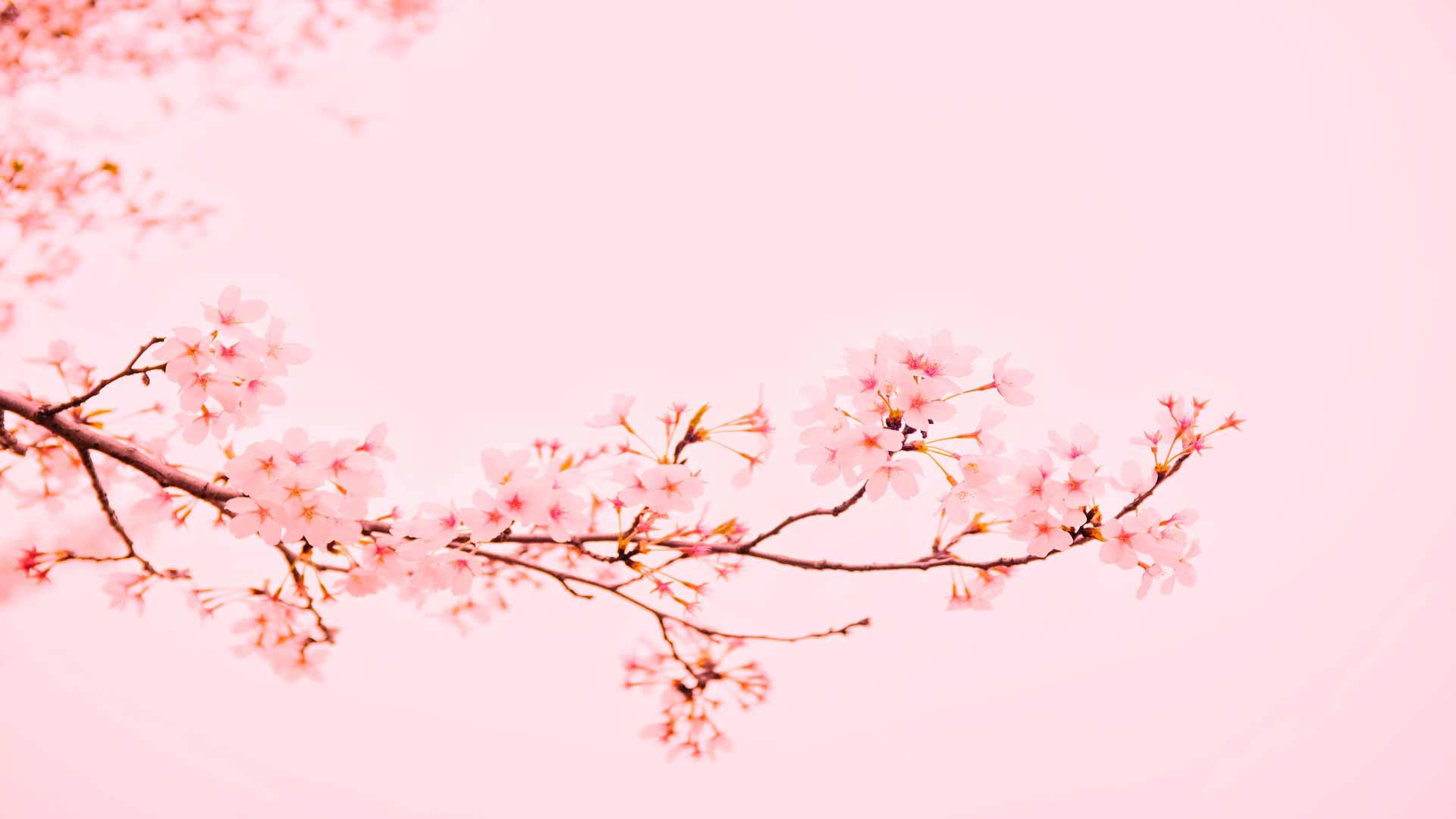 超粉色樱花壁纸