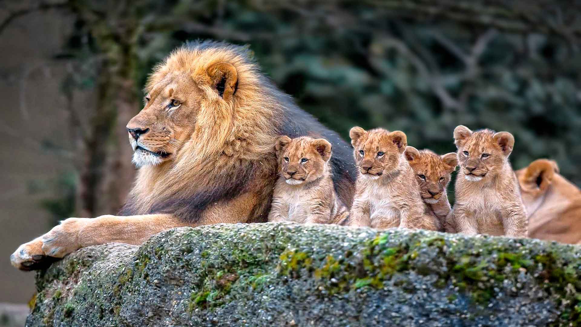 狮子和他的孩子
