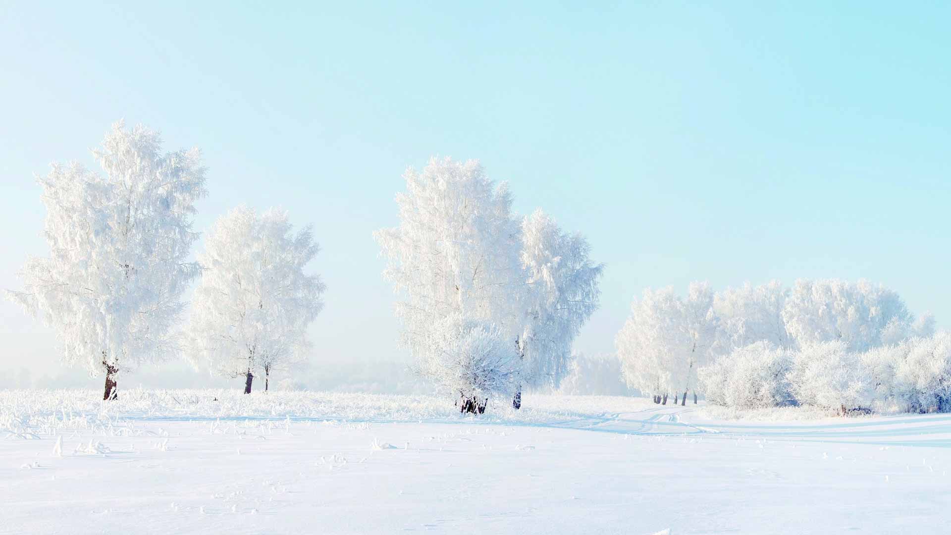 树 雪 冬天 4K