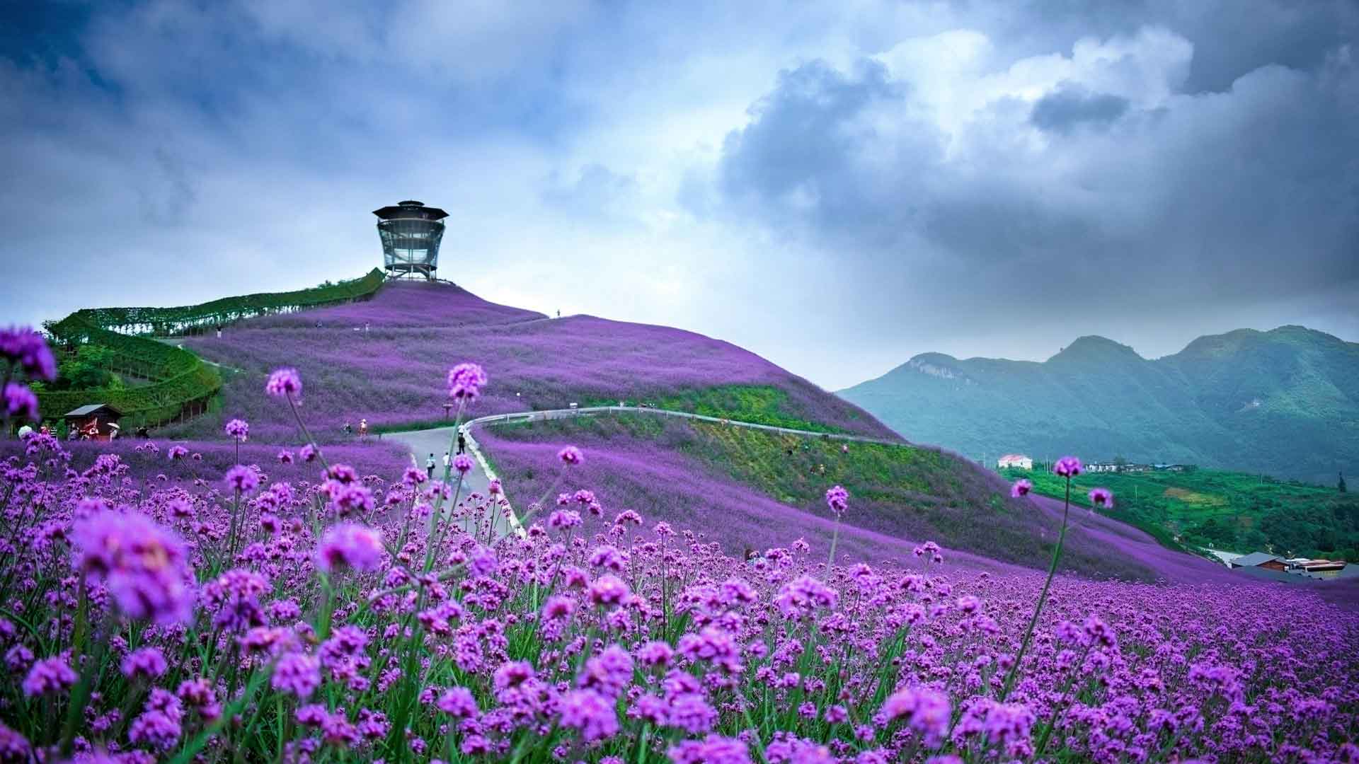 中国贵州省桐子市 马鞭草田