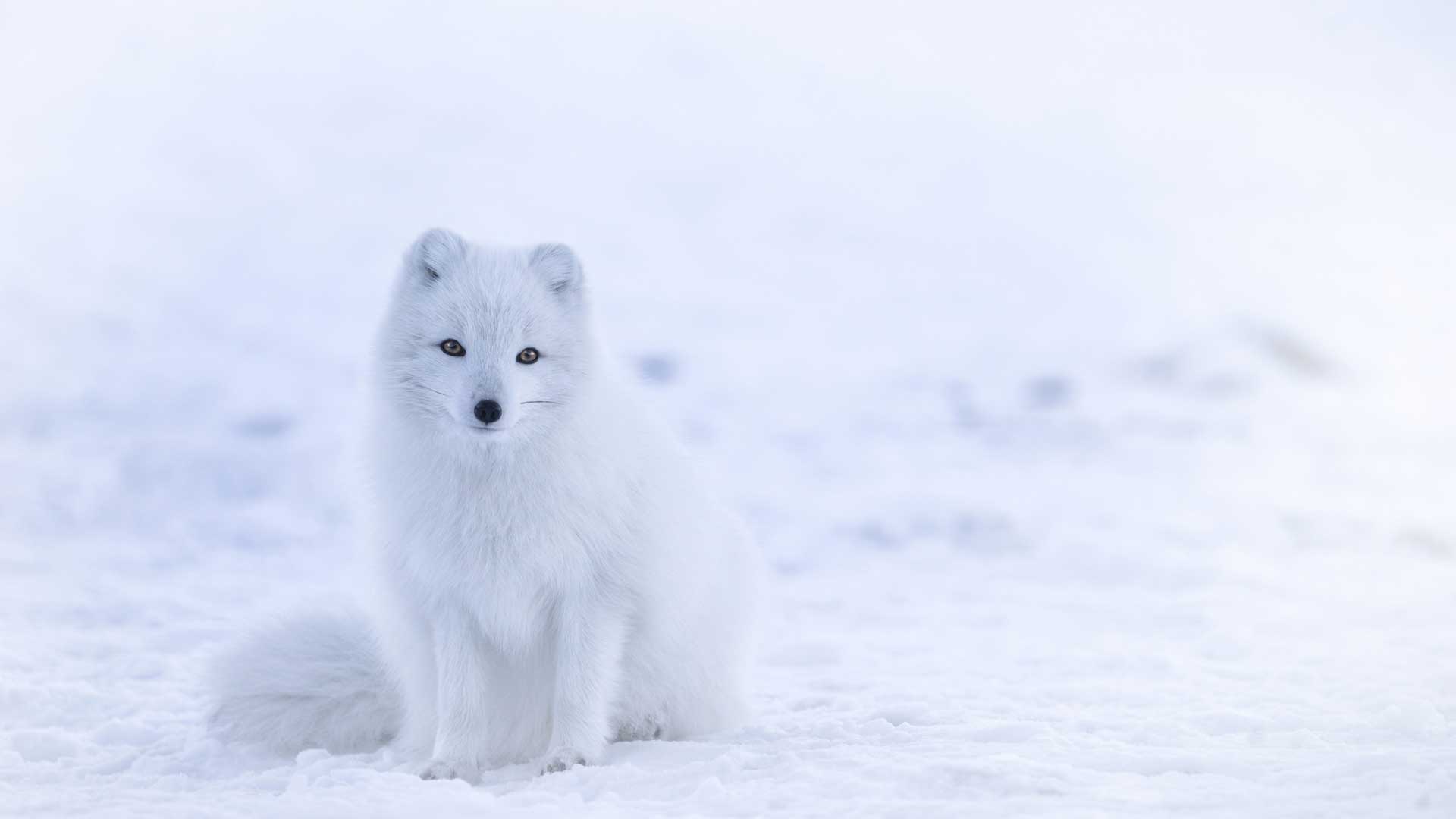 北极狐动物 4K壁纸
