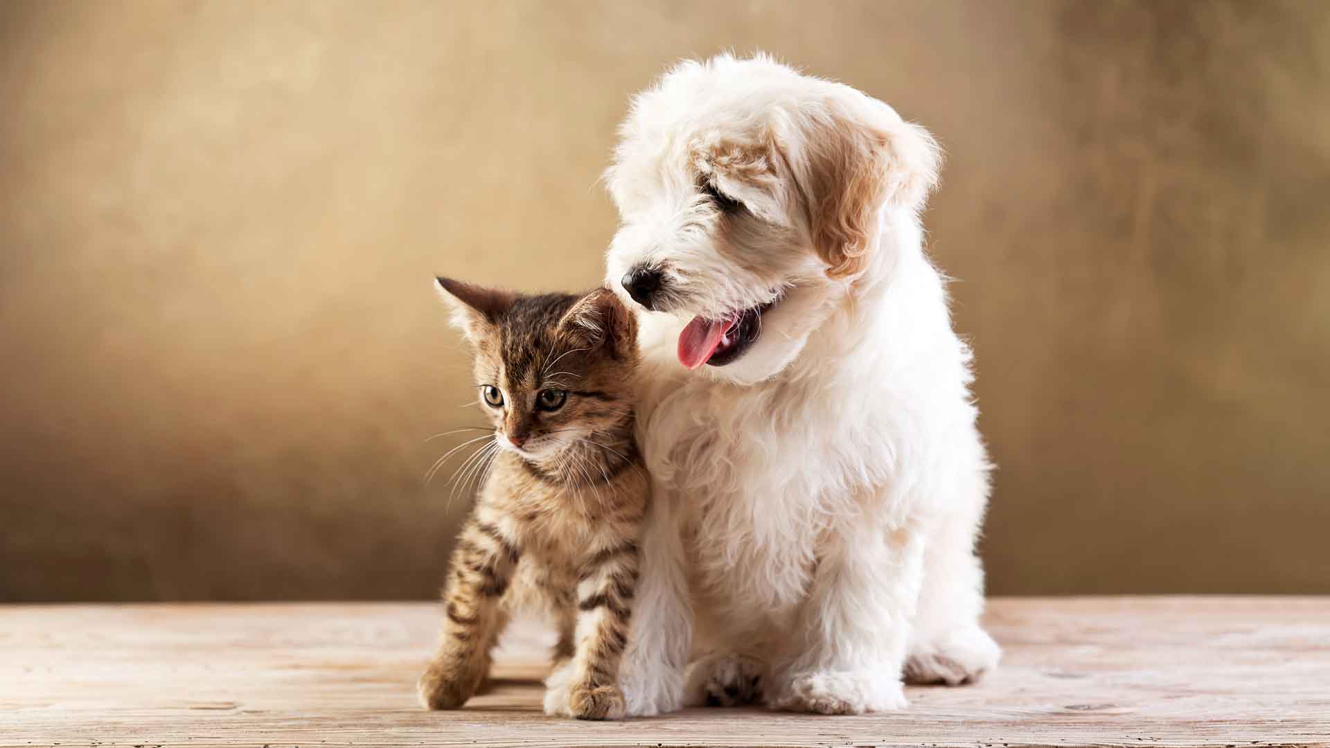 小猫和小狗 4K壁纸