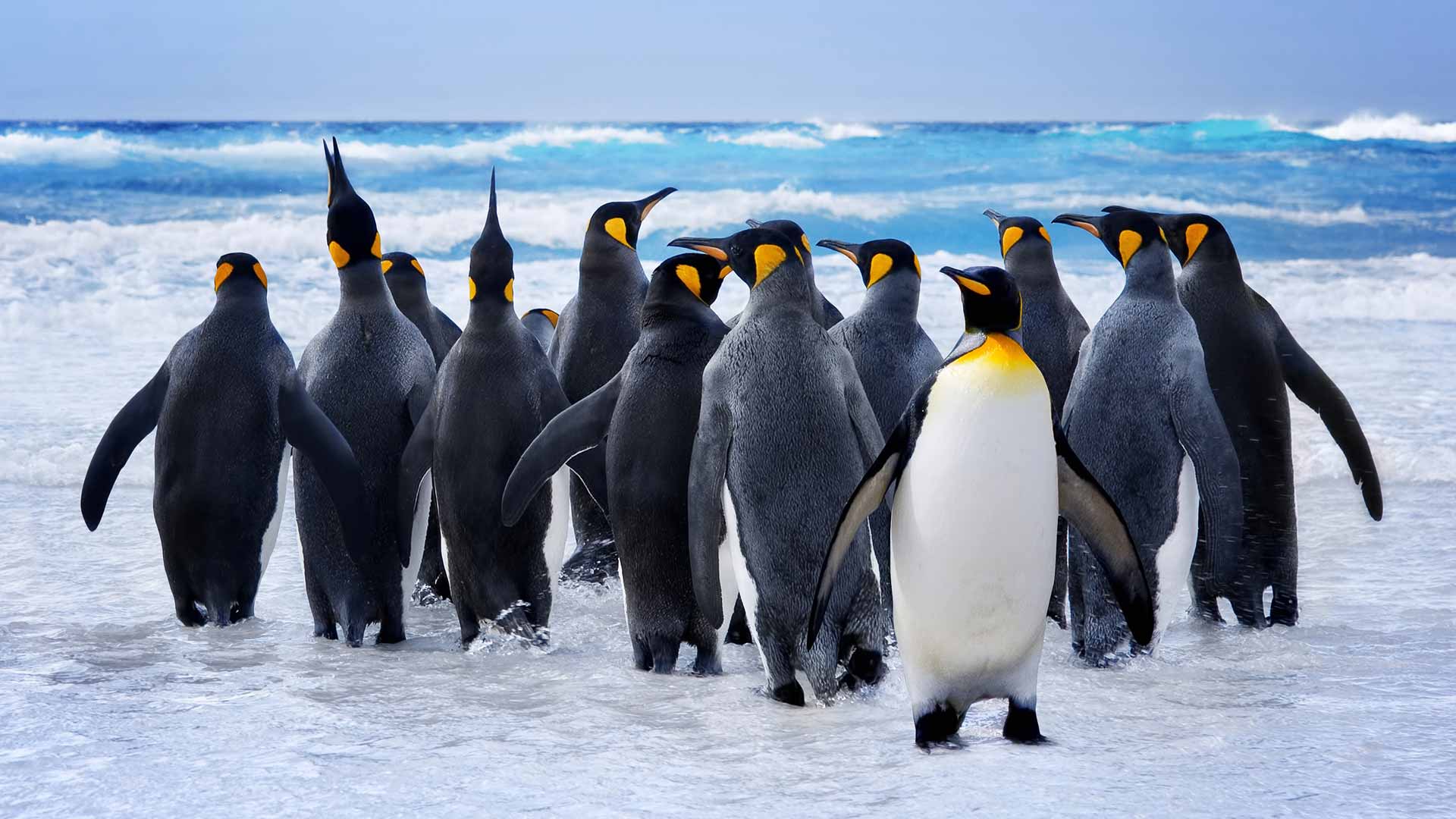 海洋动物 企鹅群 4K壁纸