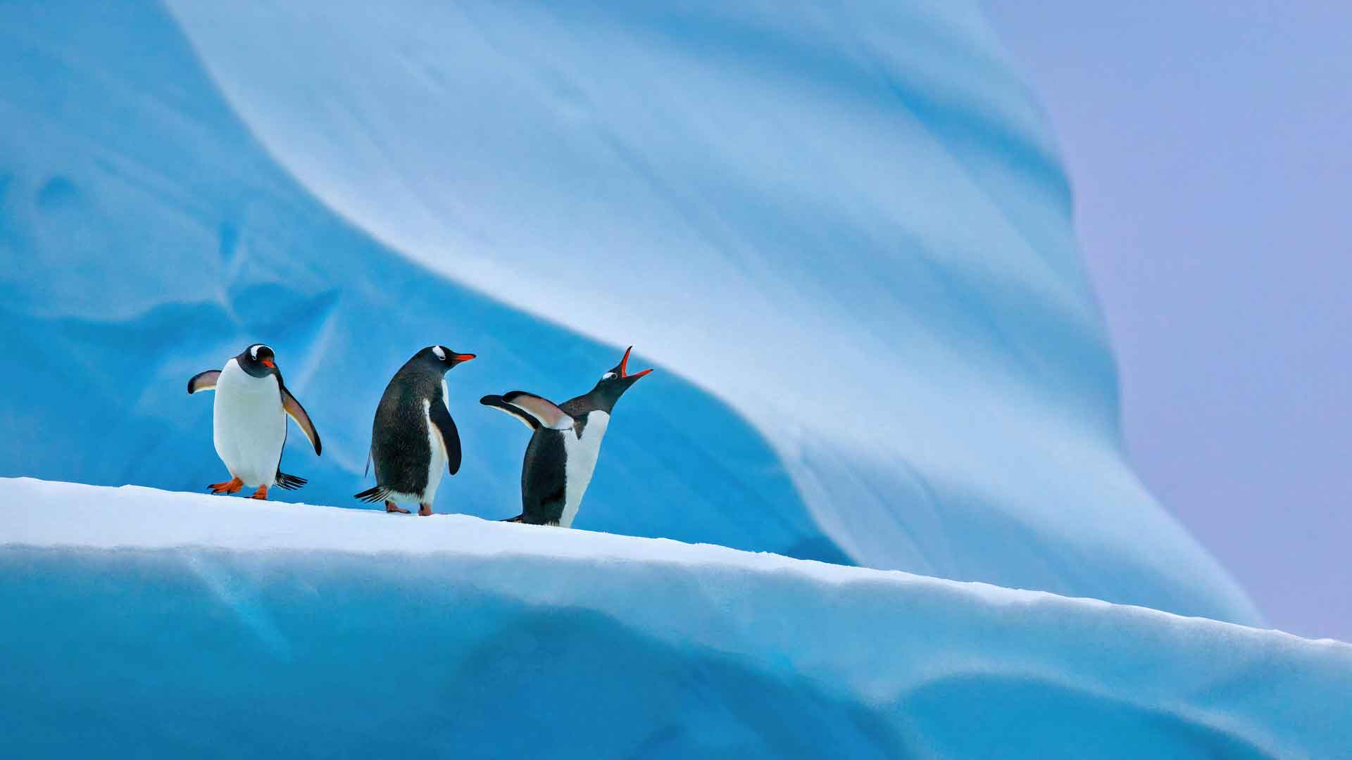 南极洲的企鹅 4K
