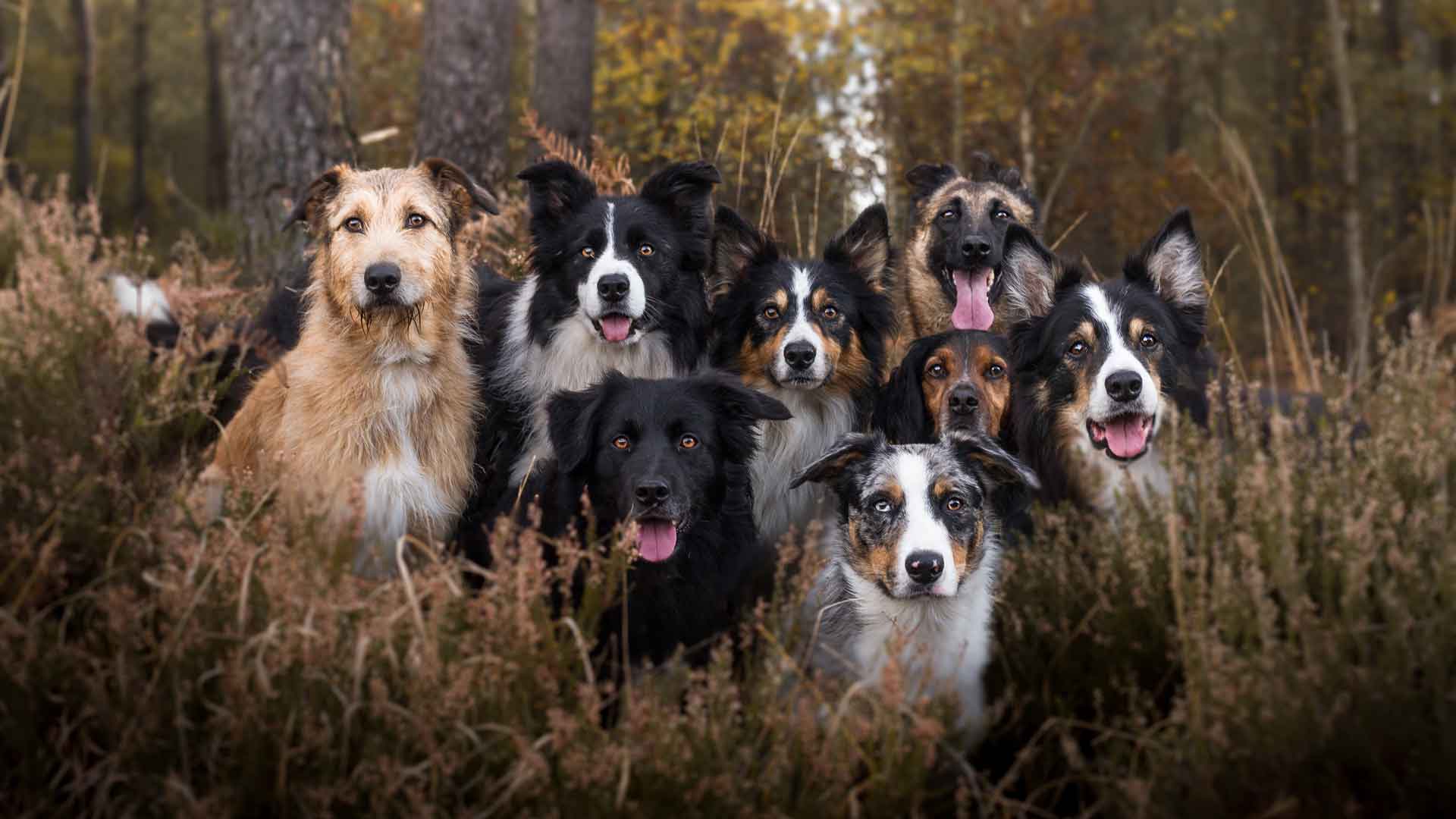 树林里的一群狗