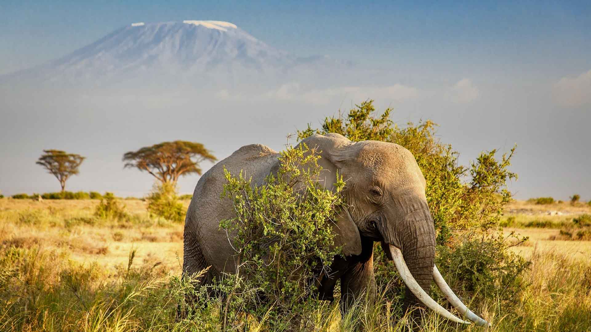 安博塞利国家公园 非洲象