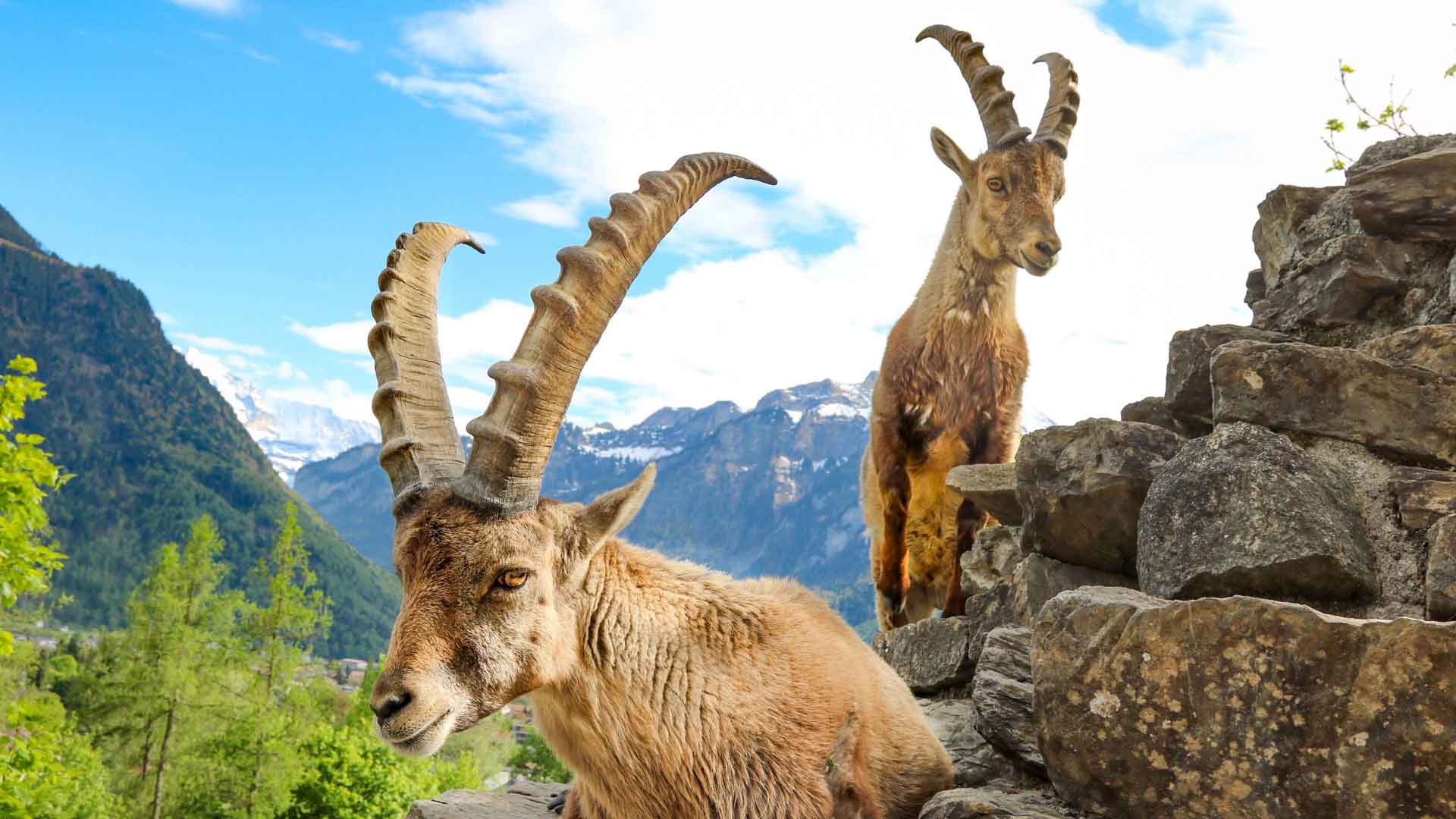 瑞士阿尔卑斯山的高山羱羊
