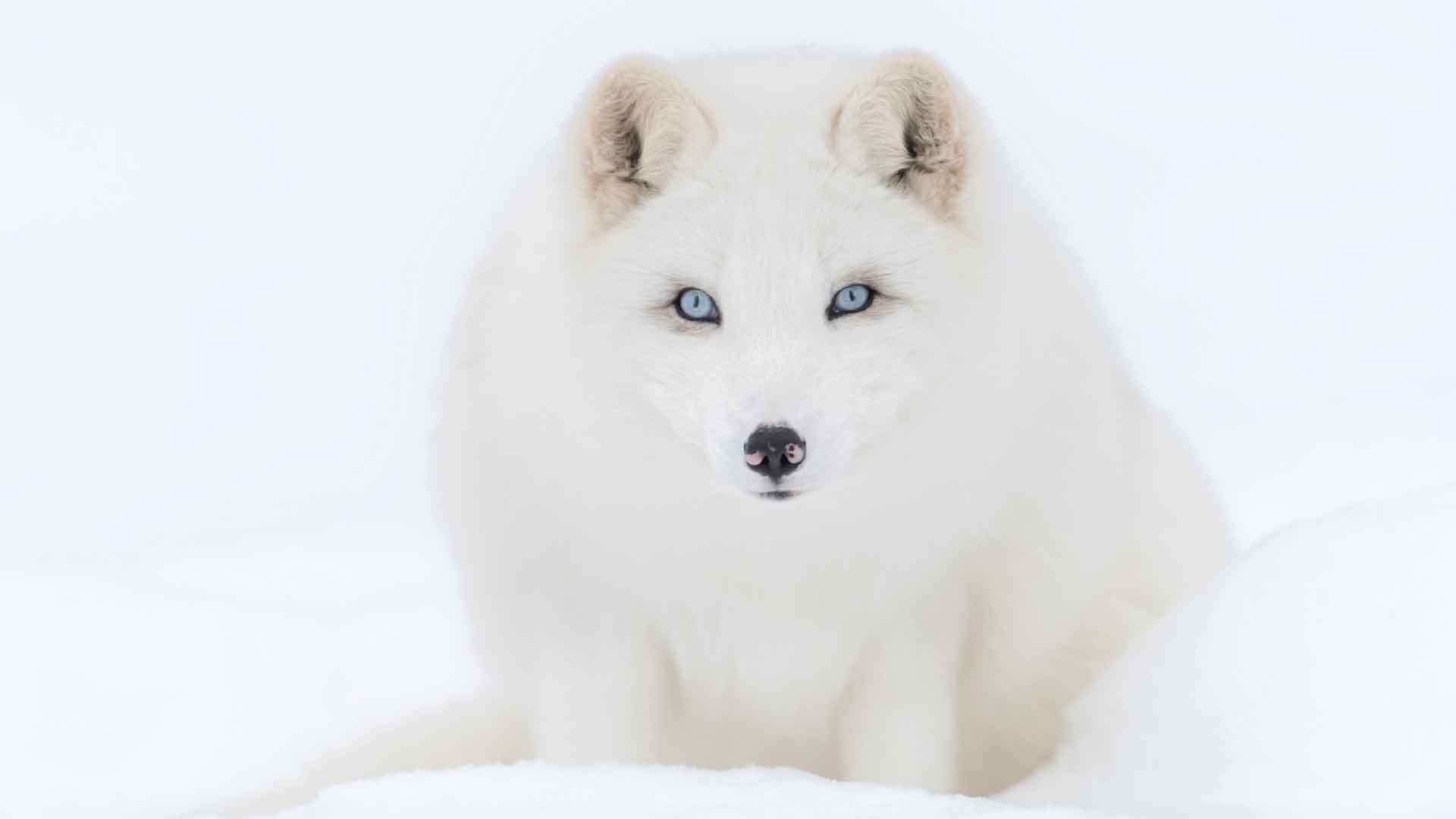 雪地上的北极狐