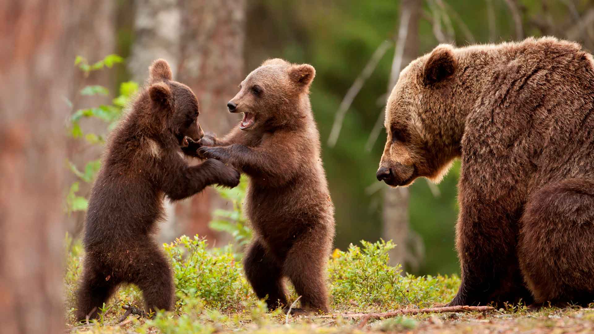 熊宝宝打架