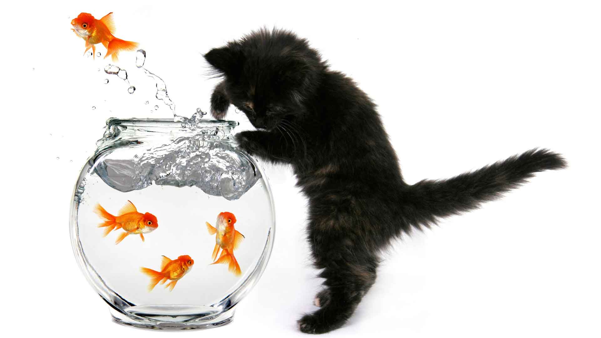 黑猫猫 钓鱼