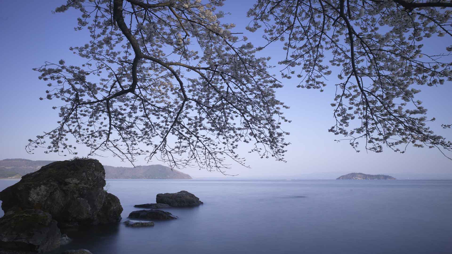 湖上方开花的树