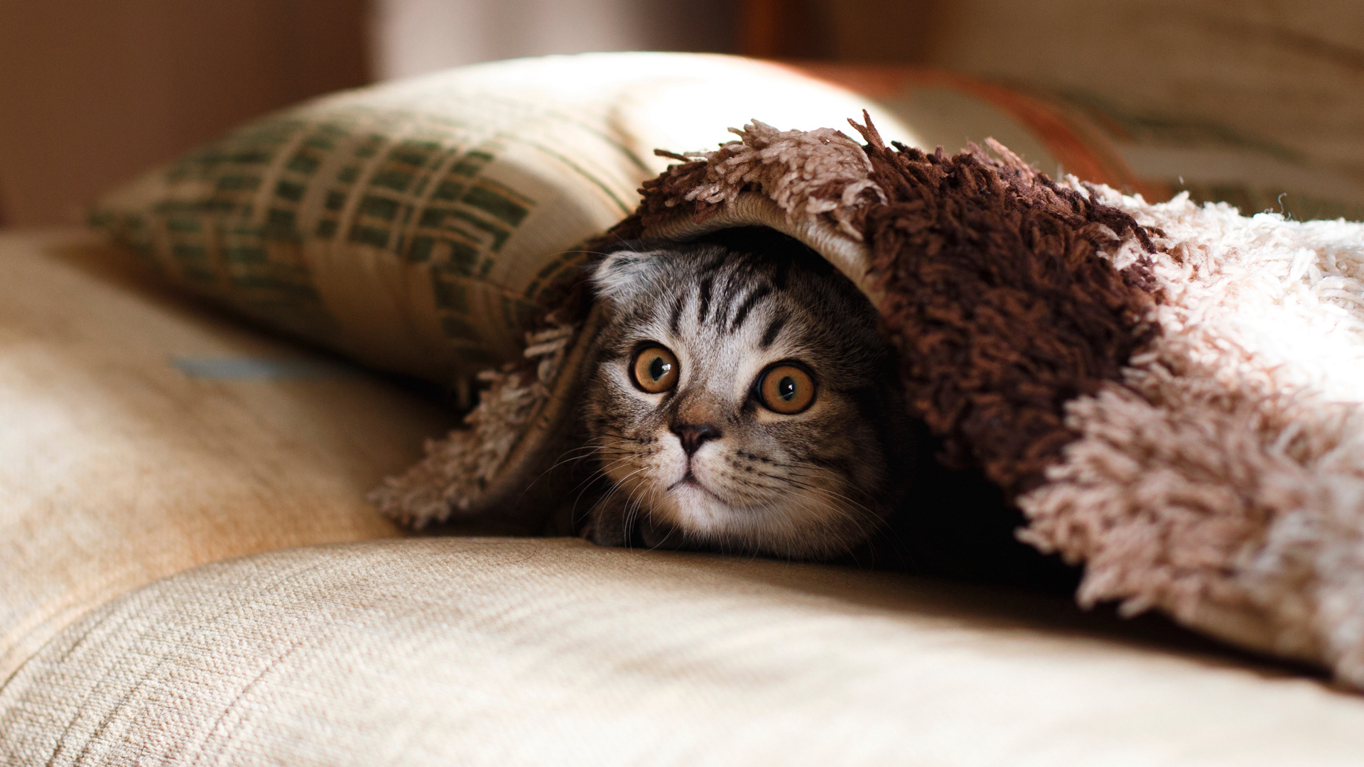 毯子下的猫