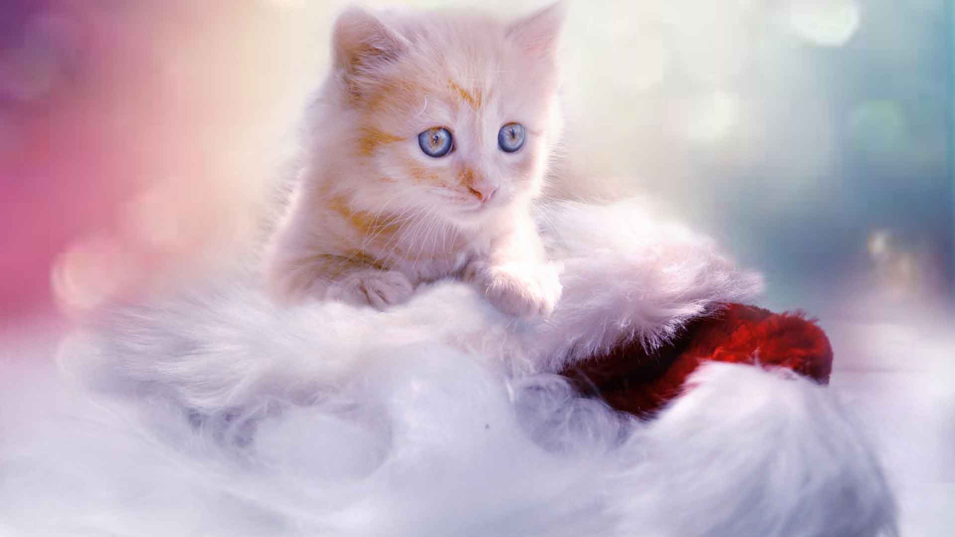 圣诞小猫壁纸