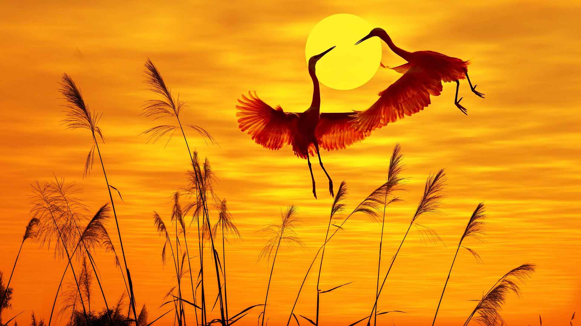 夕阳下的鹤
