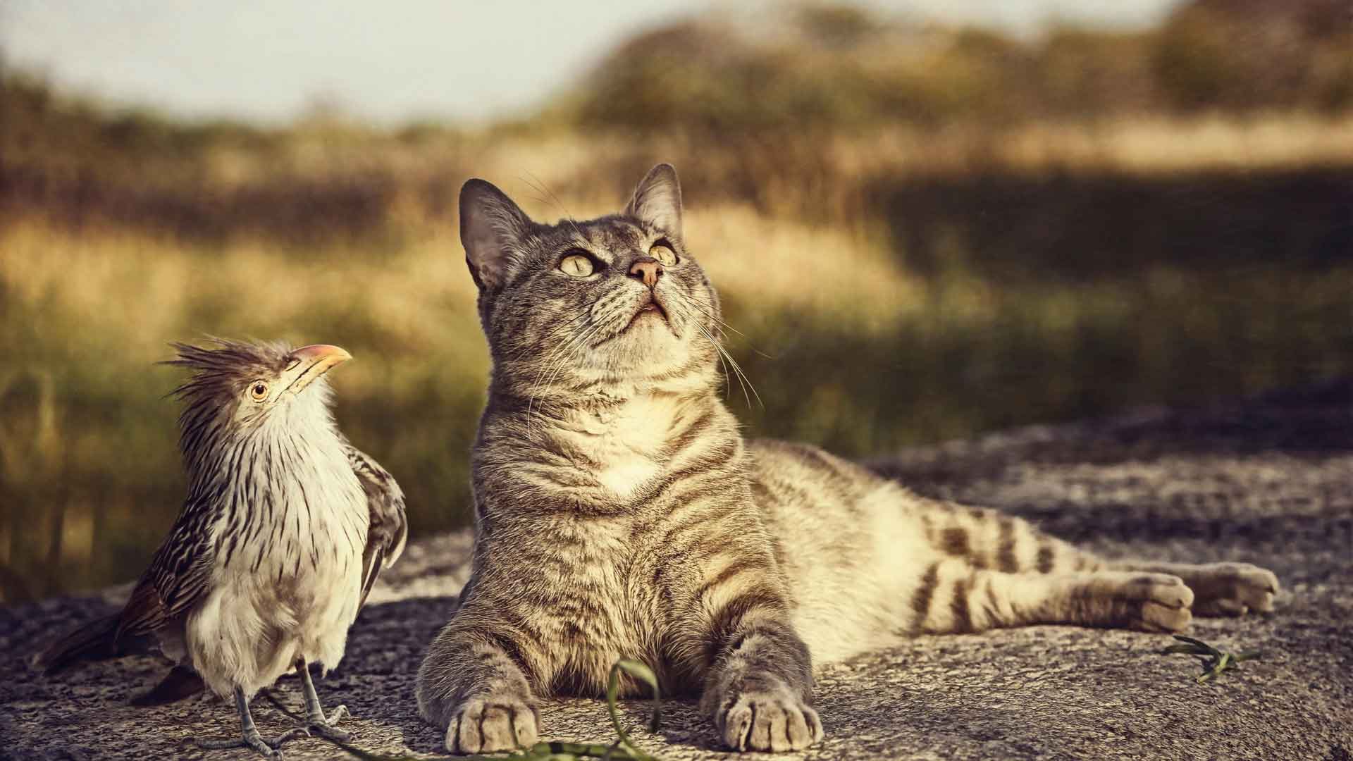 可爱的鸟和猫咪