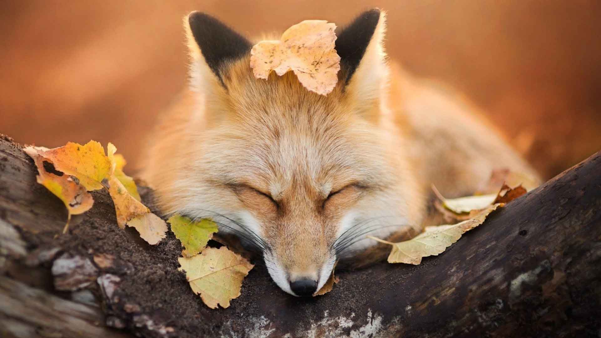 狐狸睡在秋天的落叶里