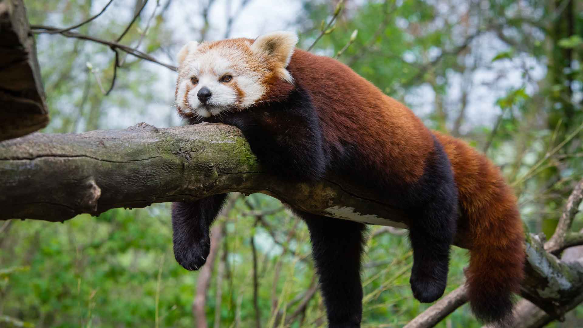 有趣的小熊猫