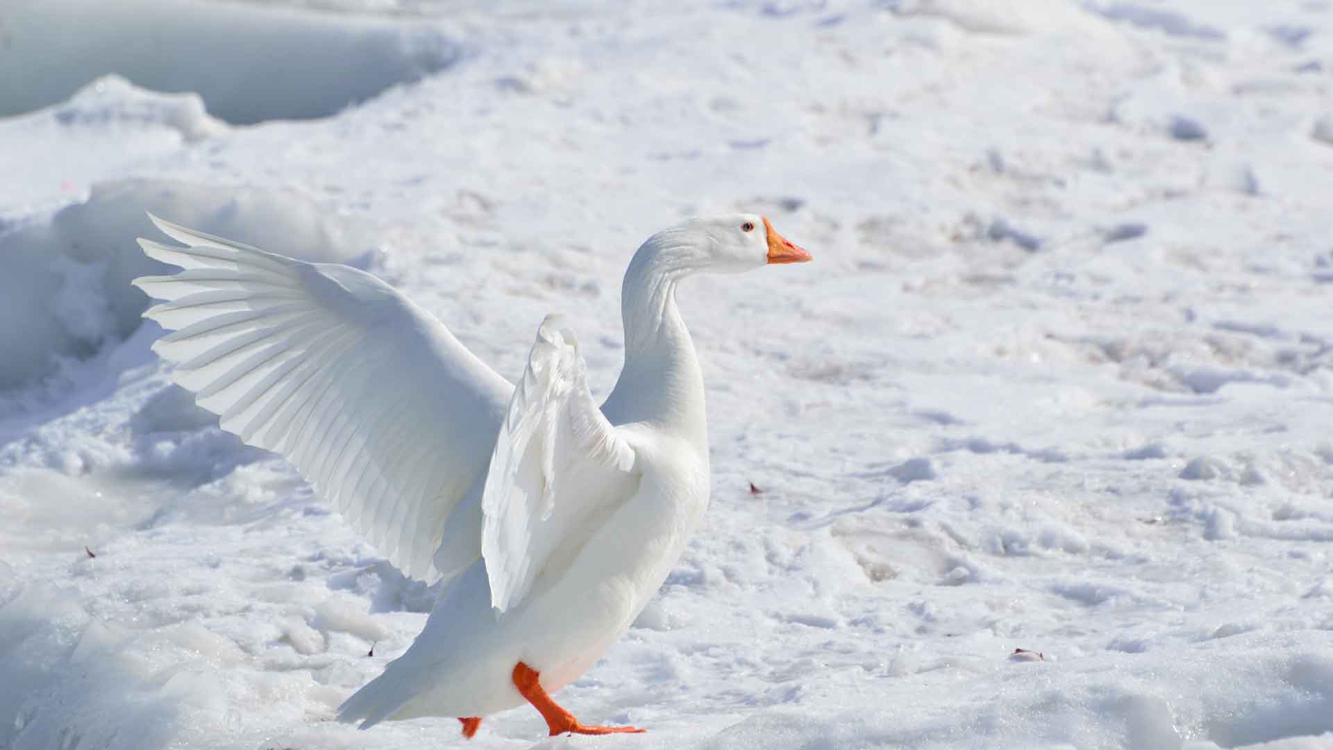 雪中​​的鹅