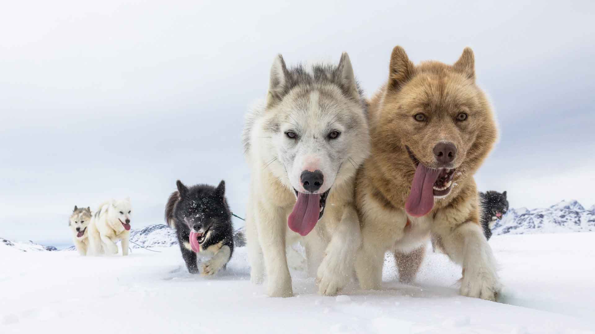 哈士奇  冬季  雪橇犬