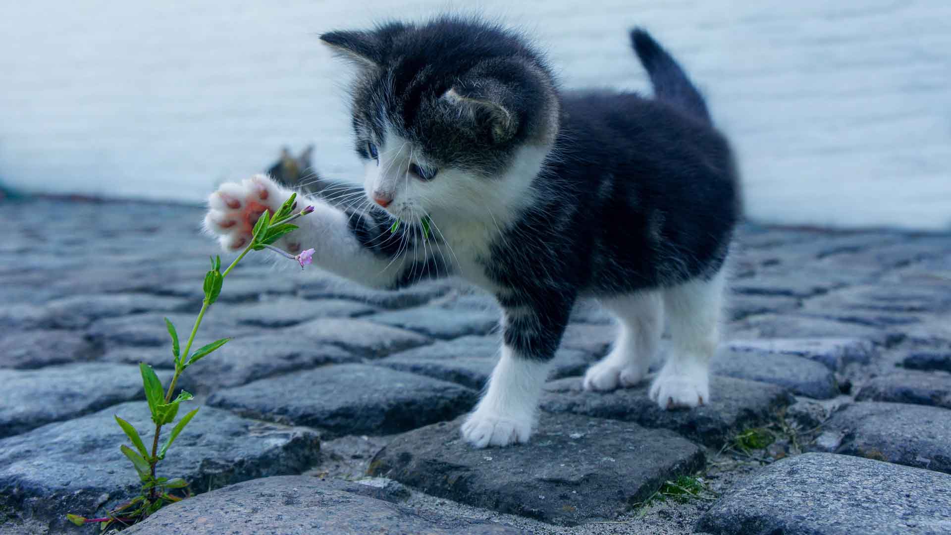 小猫玩花