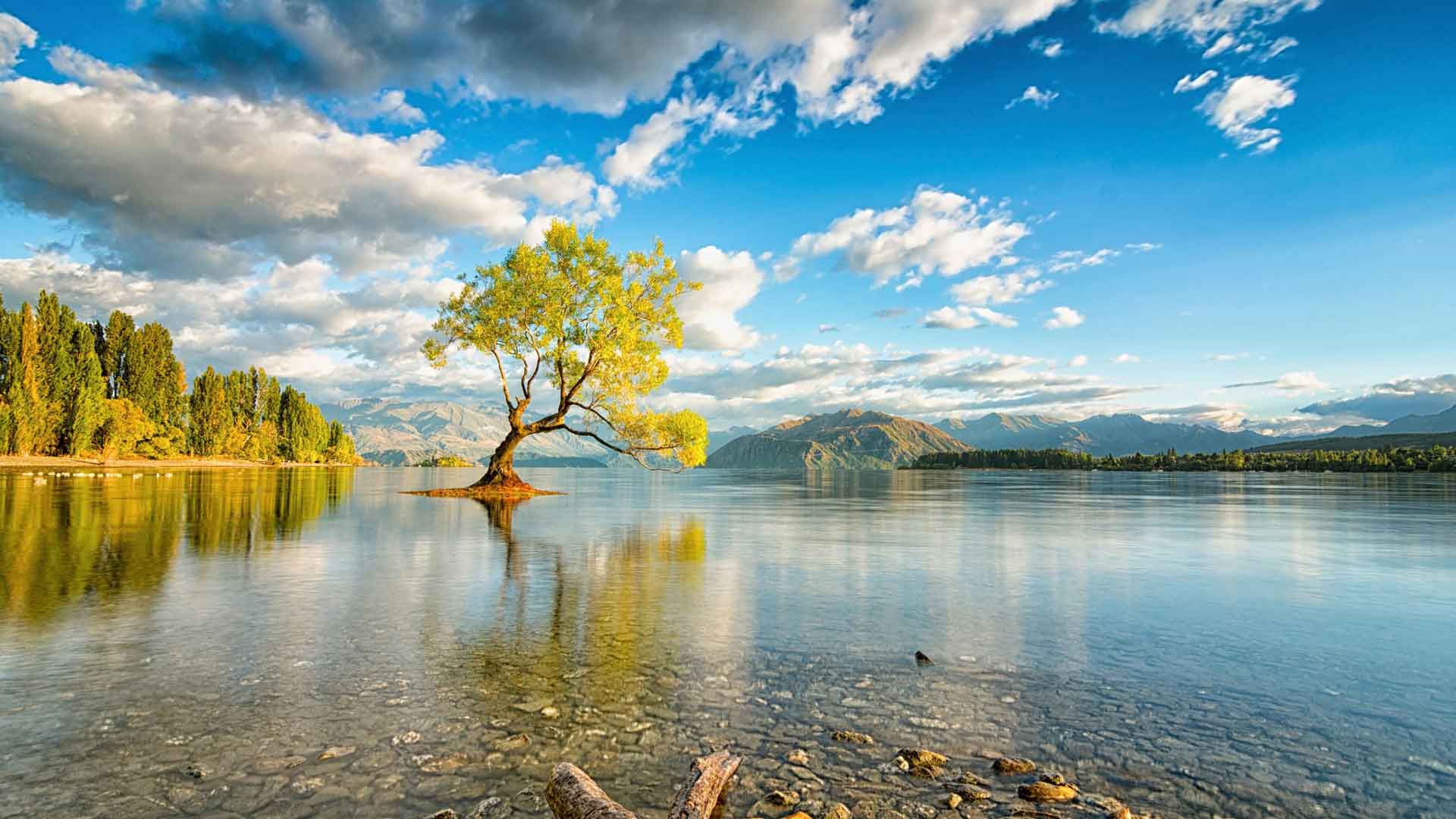 新西兰 瓦纳卡湖的孤树