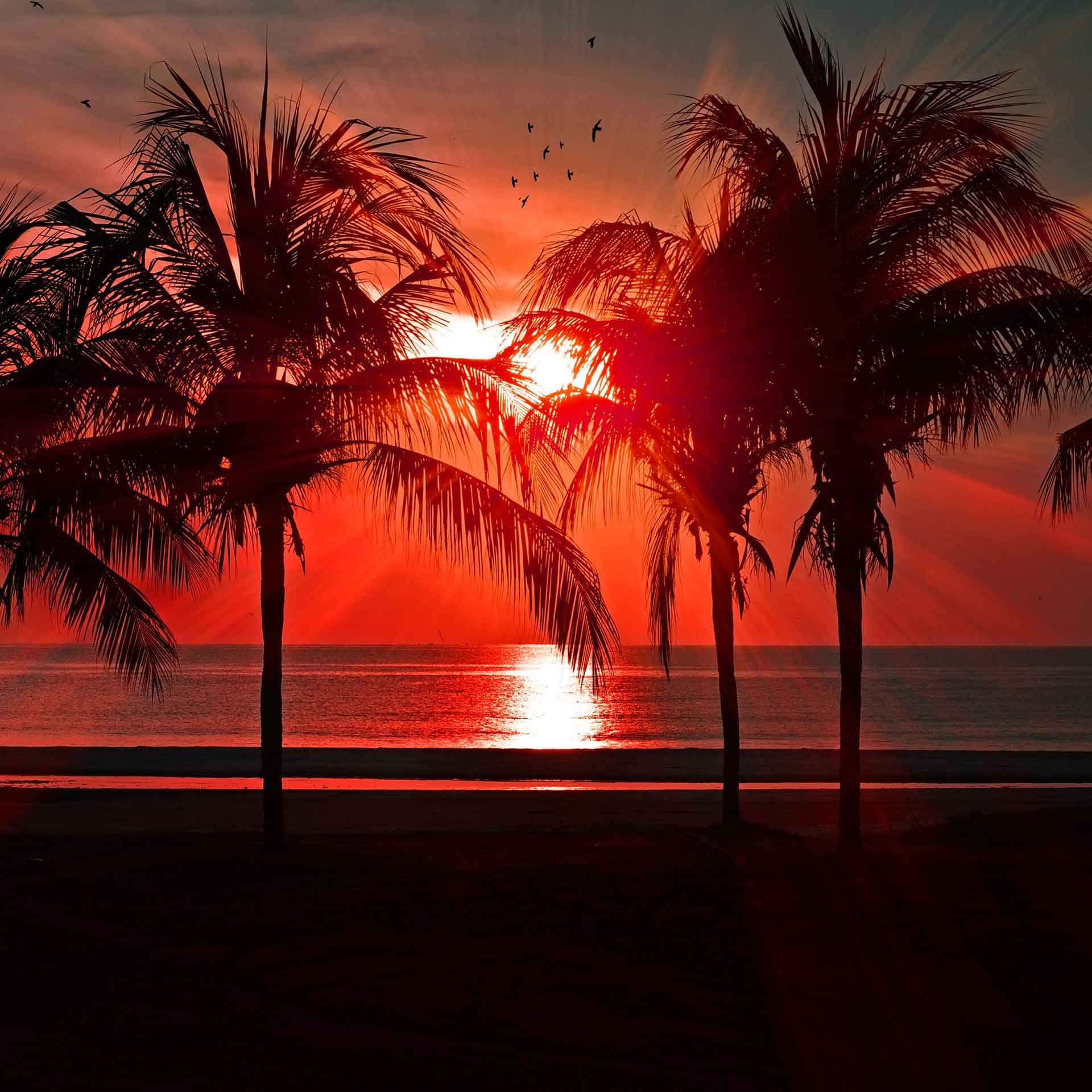 海滩日落、棕榈树和海洋壁纸