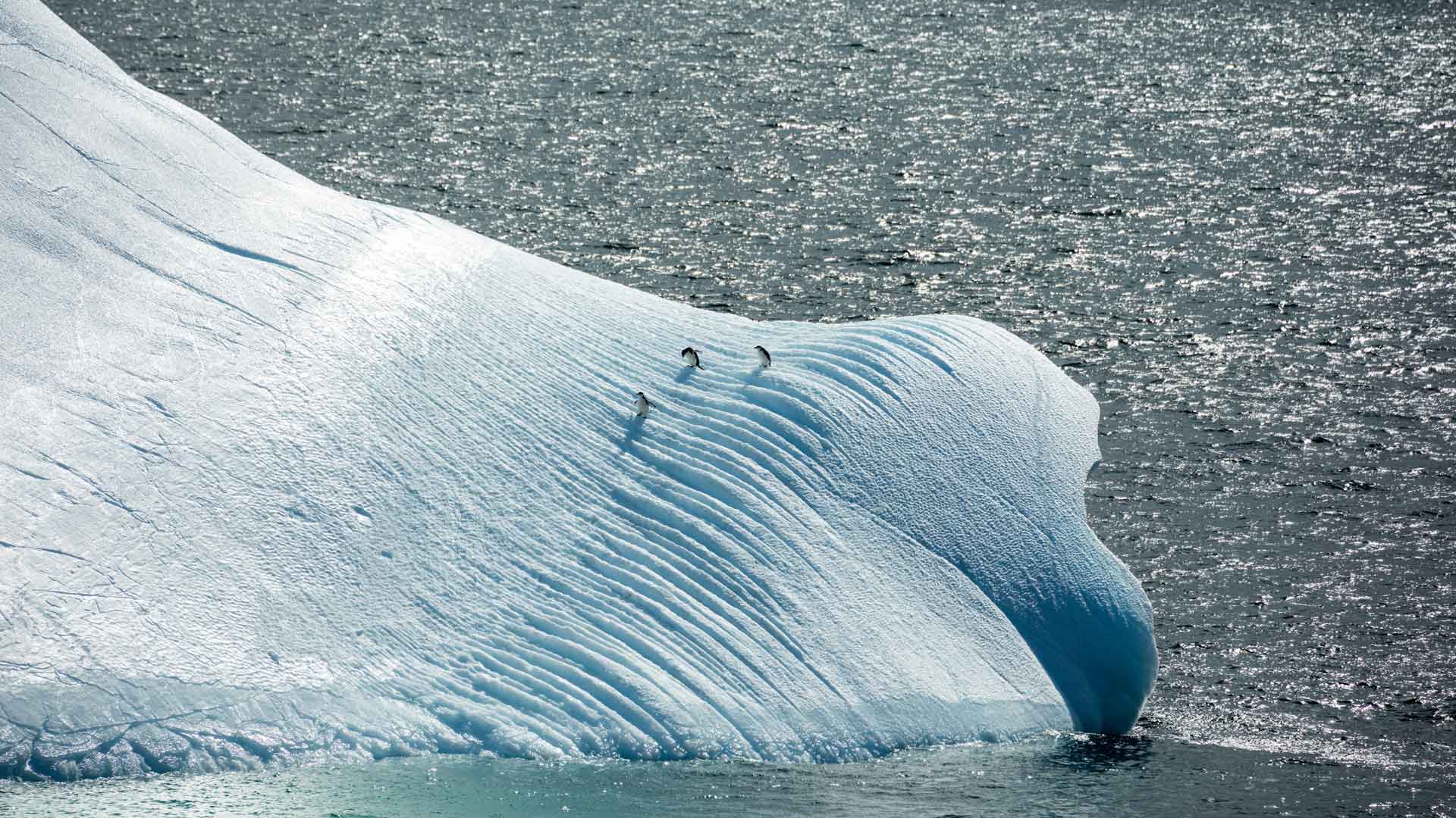 南极冰山上的企鹅