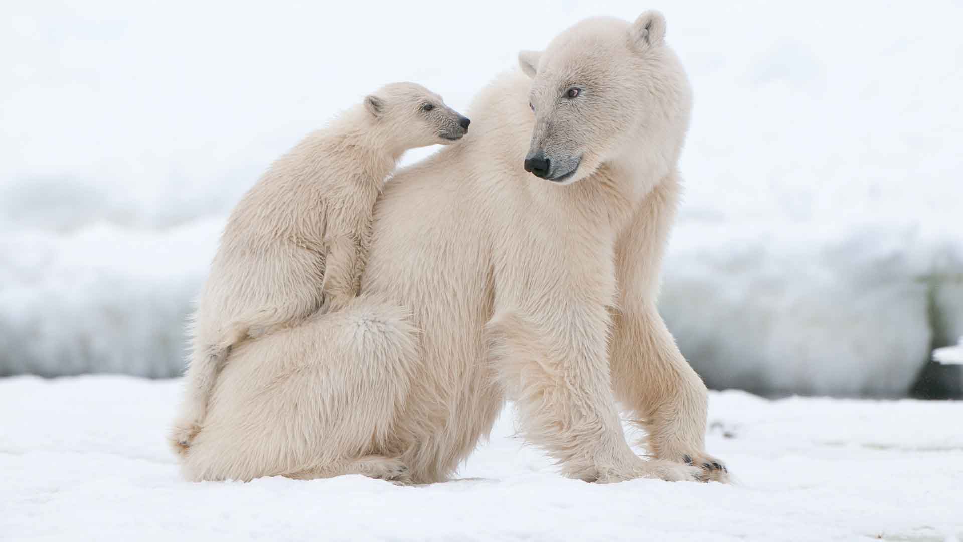 北极熊幼崽趴在妈妈背上