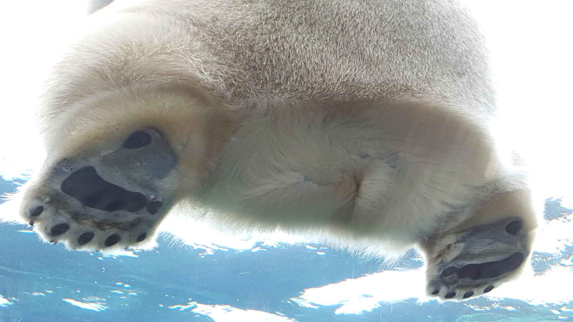北极熊的爪子和屁股
