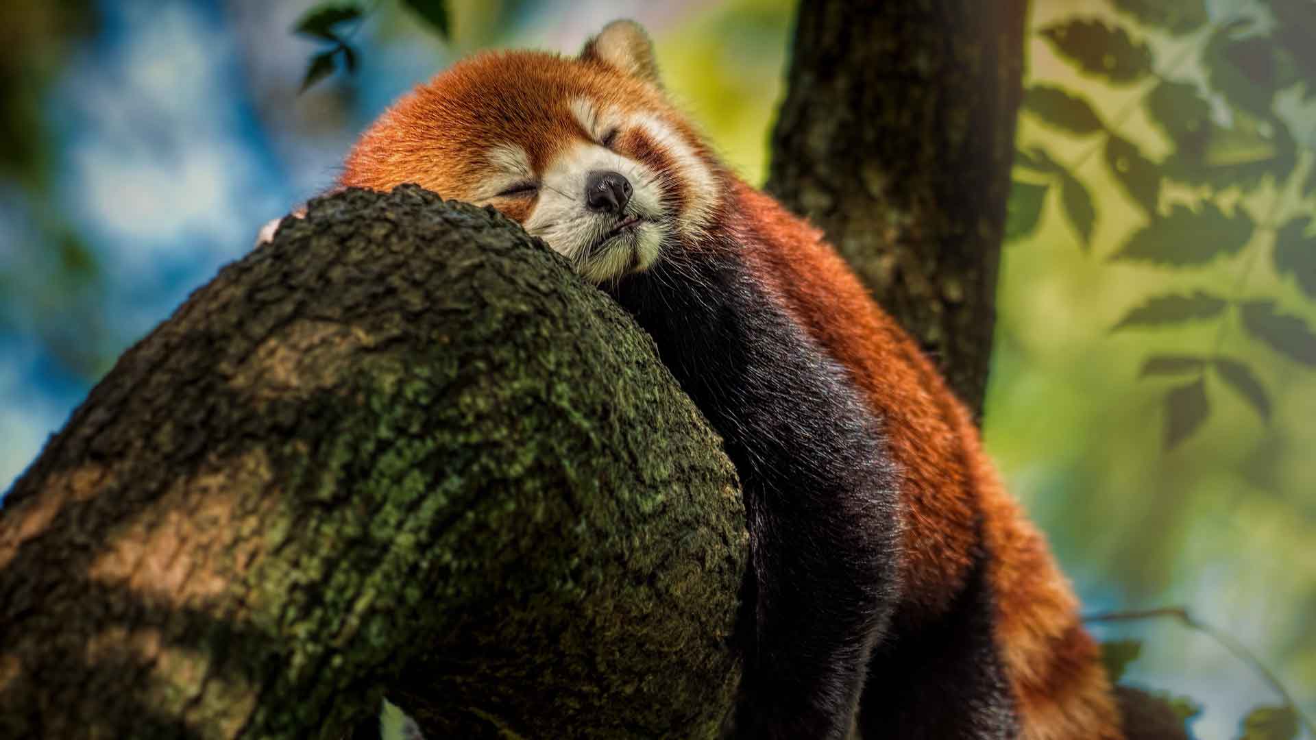 睡觉的小熊猫