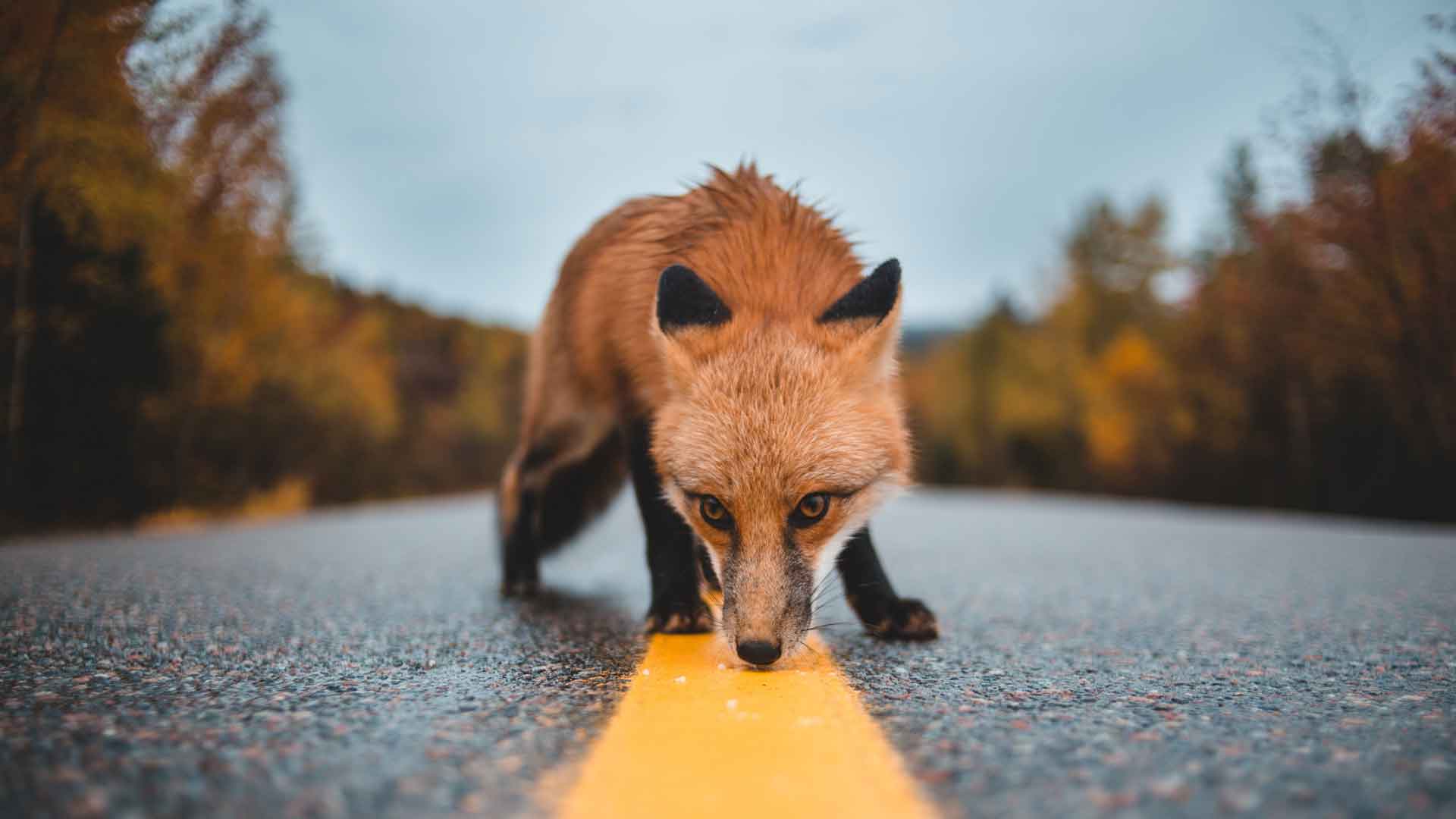 在路上窥探狐狸